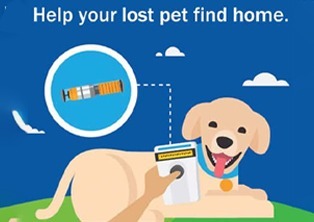 pet microchipping in vizag